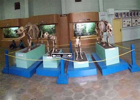 Museum Satwa Lengkap Zoologi Bogor, Harga Tiket Masuk dan Alamat – Dolan Yok