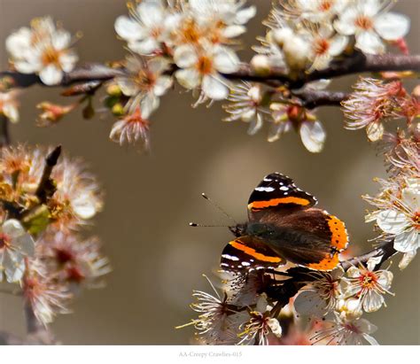 Creepy Crawlies — Heard Nature Photographers