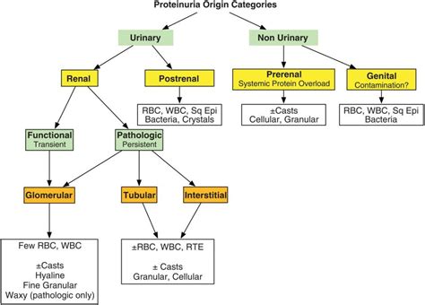 How To Reduce Proteinuria In Dogs: Effective Strategies