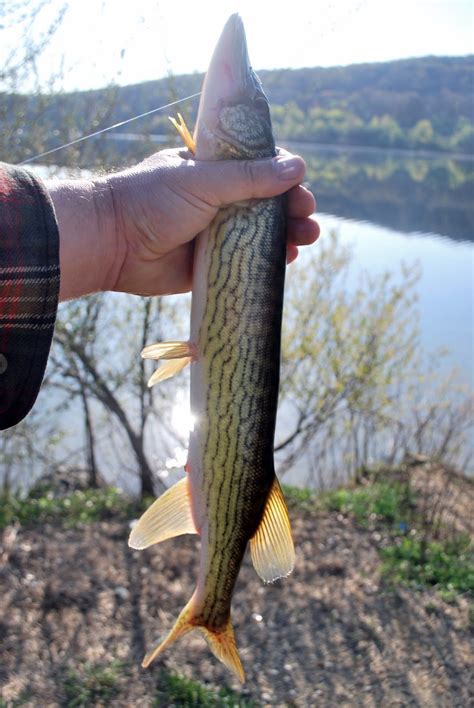 Litton's Fishing Lines: Pickerel Cold Water Fishing