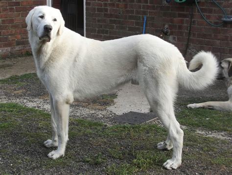 Kangal Dog - Breeders, Puppies and Breed Information - Dogs Australia