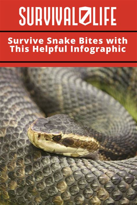 Tips to Survive Snake Encounter | Survival Life