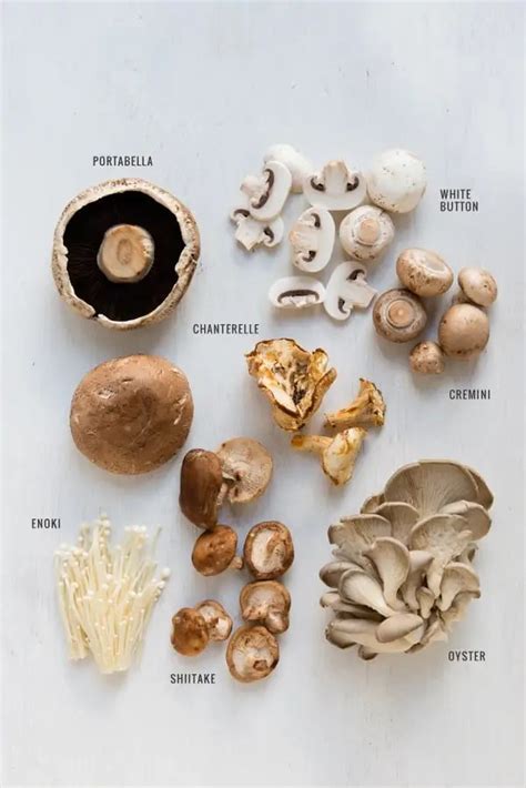 Types Of White Mushrooms - All Mushroom Info