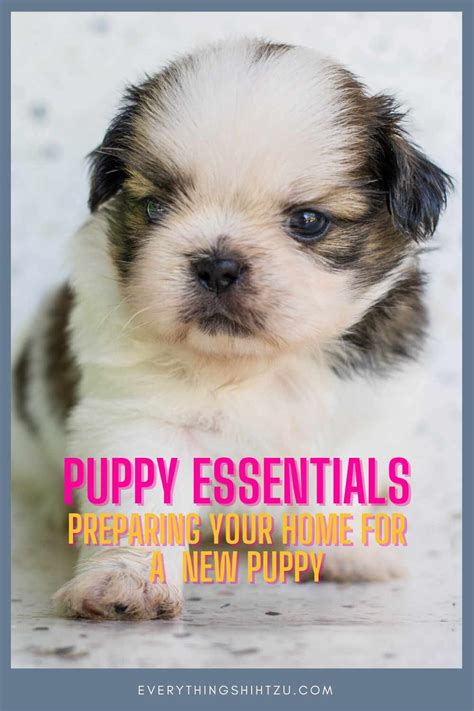 Shih Tzu Feeding Schedule For A Puppy - Shih Tzu Dog