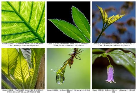 9 Tips for Gorgeous Macro Still Life Photography