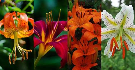 Types Of Lily Flower