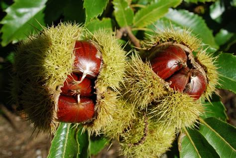 El Castaño : El Mundo y sus Plantas