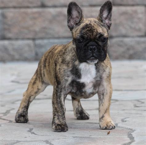 This is the coolest Frenchie puppy I've seen! She looks like a tiger! | Brindle french bulldog ...