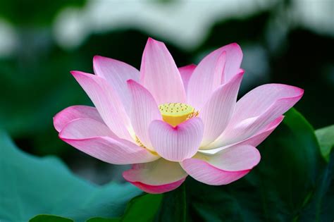 National Flower of India : The Lotus | Russian Flora Blog