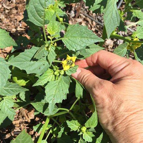 Windy Acres Diary: Tomatillos with Salsa Recipe