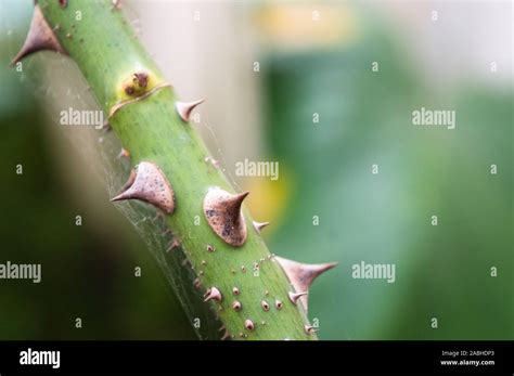 Thorny plants hi-res stock photography and images - Alamy