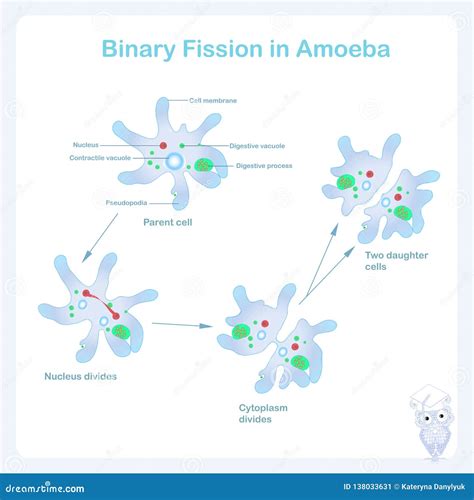 Esquema De La Reproducción De La Ameba Reproducción De La Fisión ...