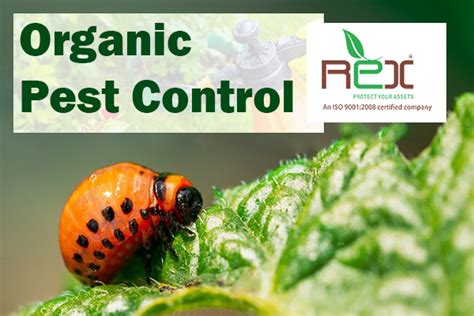 One Of The Best Organic Pest Control, Organic Pest Control Service For ...