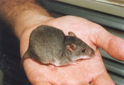 Water mouse population revealed in Cairns | Wet Tropics Management Authority