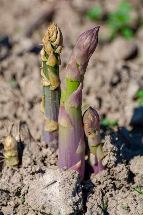 How and When to Harvest Asparagus | Gardener’s Path