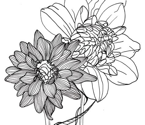 line drawing - flowers - dahlias | Flower line drawings, Pretty flower drawing, Flower drawing