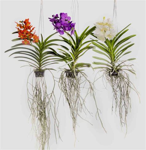 Vanda orchid care, uses and getting it to flower again