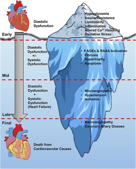 Frontiers | The Impact of Antidiabetic Therapies on Diastolic Dysfunction and Diabetic ...