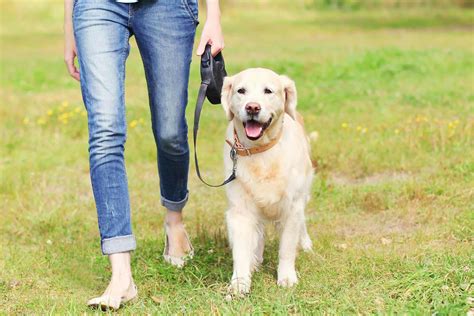 Pain When Walking in Dogs - Definition, Cause, Solution, Prevention, Cost