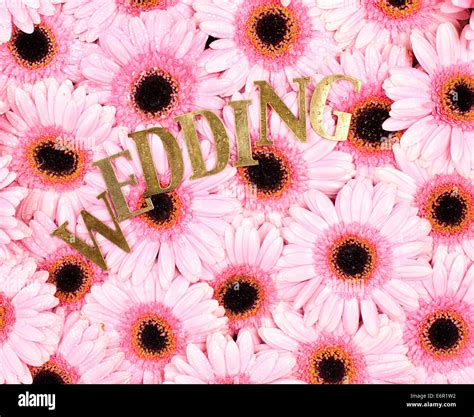 Golden sign on pink gerbera daisy Stock Photo - Alamy