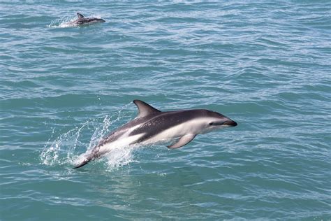 This Is the Rarest Dolphin Species in the World | Reader's Digest