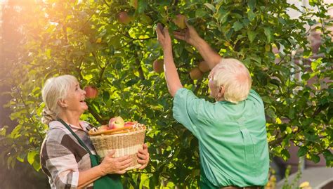 Tips on growing apples in your own garden | The Canberra Times | Canberra, ACT