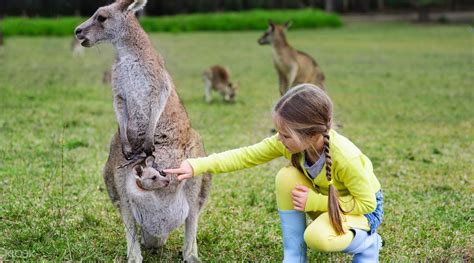 4D3N Brisbane and Australia Zoo Tour