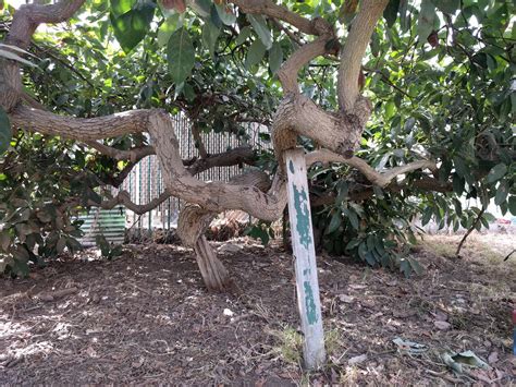 Pruning avocado trees - Greg Alder's Yard Posts: Food Gardening in ...