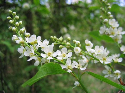 Trees Planet: Prunus padus - Bird Cherry