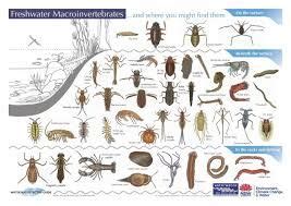 Image result for pond larvae identification | Science and nature ...