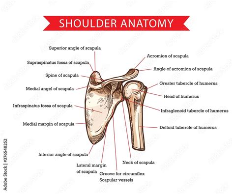 Tubercle