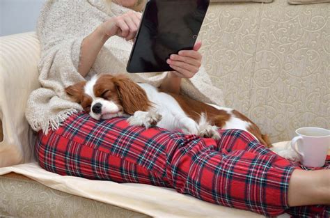 30 Best Lap Dogs for Cuddly Pet Owners