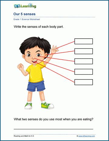 5 Senses Worksheet Grade 1