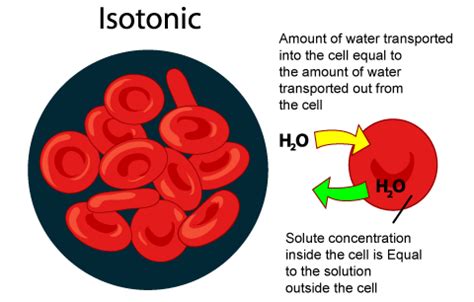 SPM Biology: Types of Solution - Isotonic