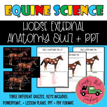 Horse External Anatomy Quiz by Country Mile Teaching | TPT