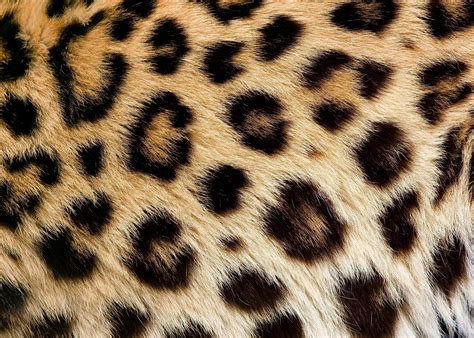 Grave problema con el leopardo, porque lo amo tanto? jaja | Animal print texture, Animal skin ...