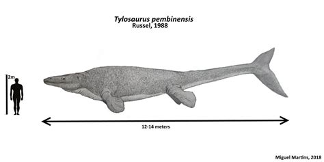 Tylosaurus pembinensis reconstruction by IAMMiguel | Extinct animals ...