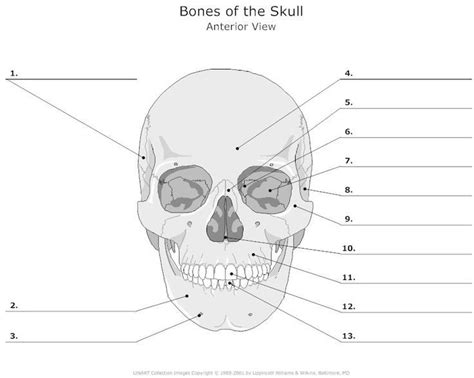 facial bones Diagram | Quizlet