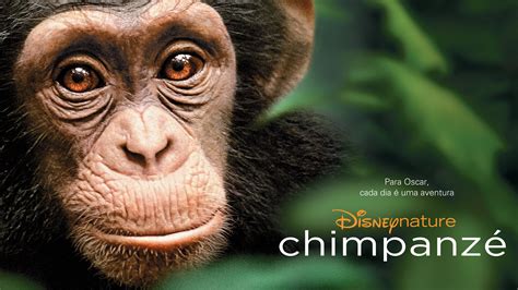 Chimpanzee (2012) - AZ Movies