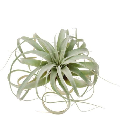 buy Tillandsia Xerographica Air Plants online at plantsguru.com