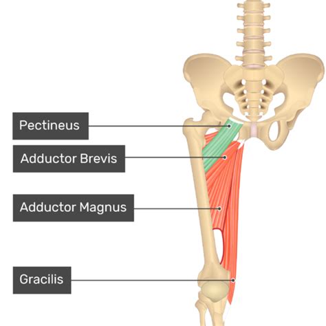 Pectineus Muscle | Muscle, Lower back anatomy, Muscle anatomy