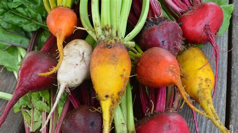 Recipe: Roasted Beets with Mint Yogurt - Seed Savers Exchange