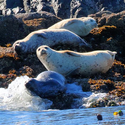 A four-pack of harbor seals - Around the World with Marty Essen