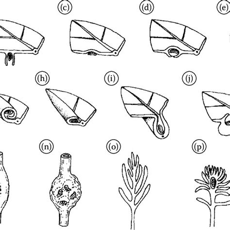 7 Morphological types of galls based on position of galling herbivores ...