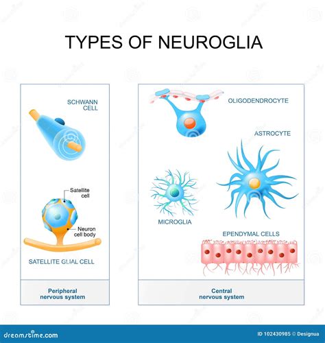 Tipos de neuroglia ilustração do vetor. Ilustração de bainha - 102430985