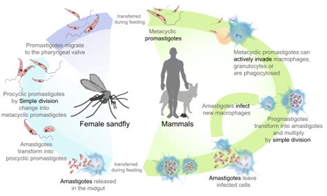 Pathology of Leishmaniasis – howMed