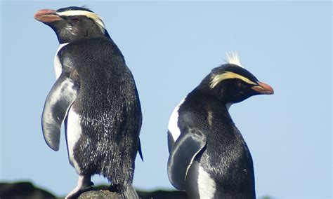 Global Penguin Society