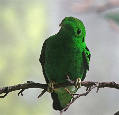 Pictures and information on Green Broadbill