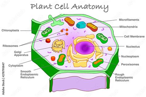 Plant cell anatomy diagram section. Explanation plant cell parts ...