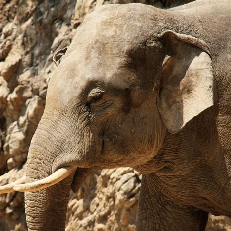 Why Do Elephants Have Big Ears? - Animal Ways